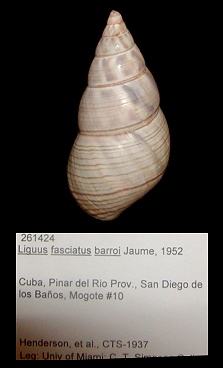 Liguus fasciatus barroi Jaume, 1952