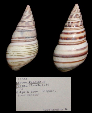 Liguus  fasciatus feriai Clench, 1934