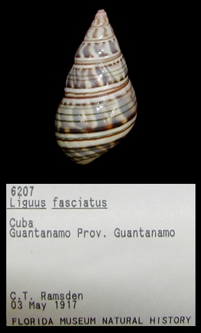 Liguus fasciatus (Mller, 1774)