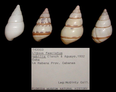 Liguus fasciatus nobilis Clench and Aquayo, 1932