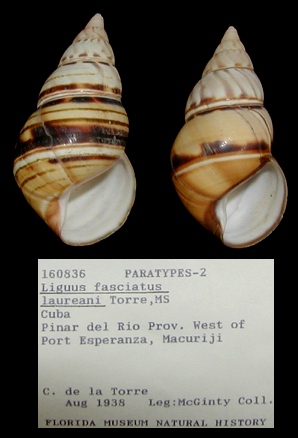 Liguus fasciatus laureani de la Torre Paratypes