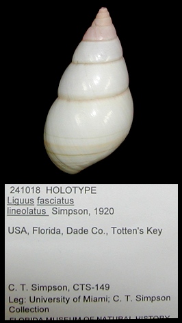 Liguus fasciatus lineolatus Simpson, 1920 Holotype