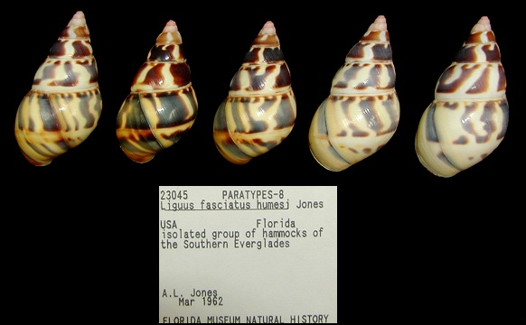 Liguus fasciatus humesi Jones, 1979 Paratypes
