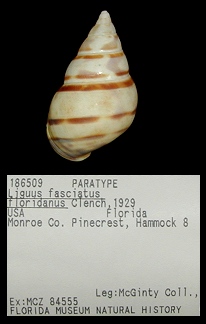 Liguus fasciatus floridanus Clench, 1929 Paratype