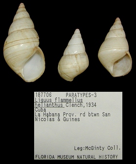 Liguus flammellus helianthus Clench, 1934 Paratypes