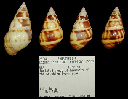 Liguus fasciatus framptoni Jones, 1979 Paratypes