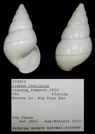 Liguus fasciatus crassus Simpson, 1920