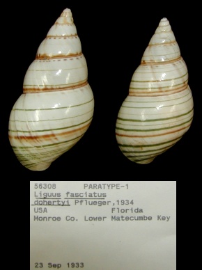Liguus fasciatus dohertyi Pflueger 1934 Paratypes