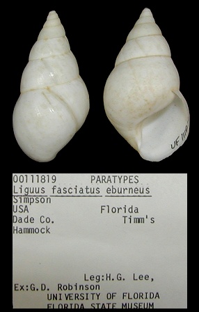 Liguus fasciatus eburneus Simpson, 1920 Paratypes