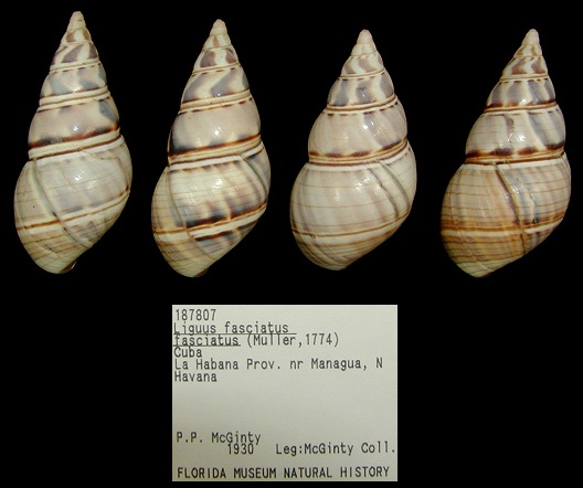 Liguus fasciatus fasciatus (Mller, 1774)