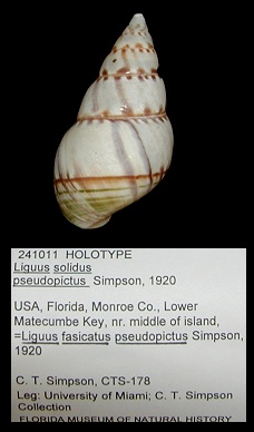 Liguus fasciatus pseudopictus Simpson, 1920 Holotype