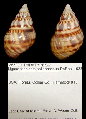 Liguus fasciatus solisoccasus de Boe, 1933 Paratypes