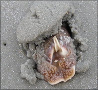 Oliva sayana Ravenel, 1834 emering from the sand at low tide