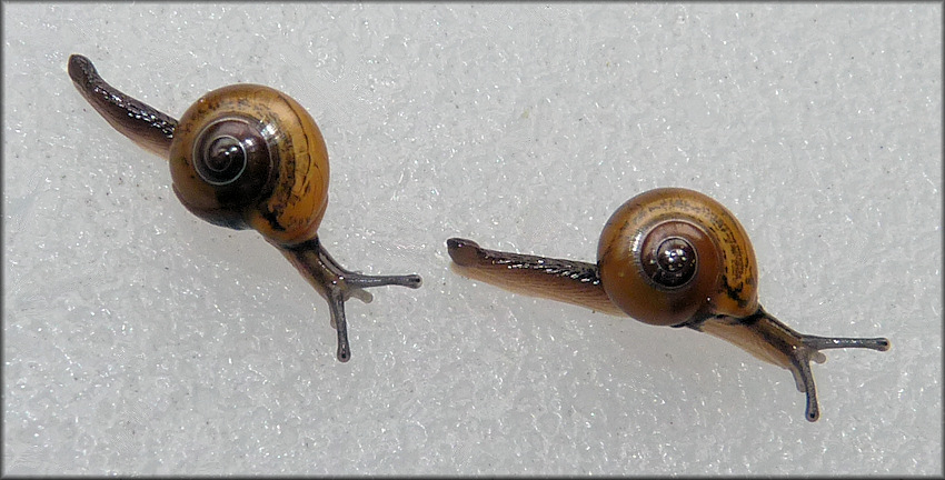 Ovachlamys fulgens (Gude, 1900) "Jumping Snail"