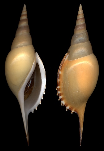 Rostellariella martinii (Marrat, 1877)