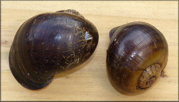 Empty shells found along the lake shoreline on 4/25/2011
