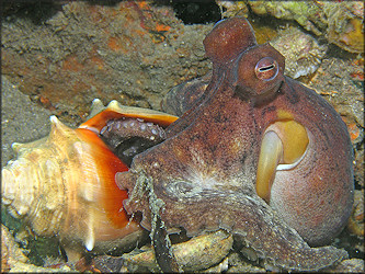 Octopus joubini Robson, 1929 Atlantic Pygmy Octopus