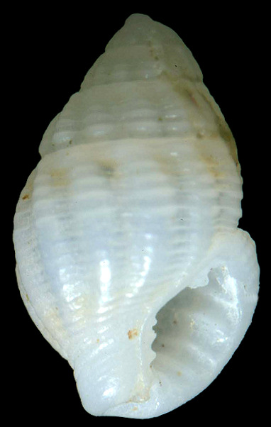 Phrontis cf. hotessieri (d’Orbigny, 1842) cf. Miniature Nassa