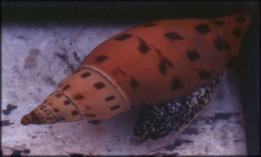 Scaphella dubia form kieneri Clench, 1946 Living Specimen