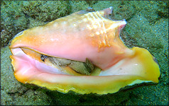 Lobatus gigas (Linnaeus, 1758) Queen Conch
