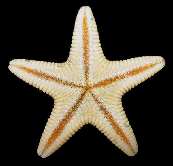 Leptychaster pacificus Fisher, 1906 Pacific Sand Star