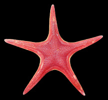 Pseudarchaster alascensis Fisher, 1905 Alaskan Scarlet Star
