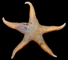 Lophaster species B "Vesteraalen's Star"