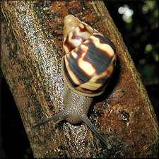 Orthalicus reses reses (Say, 1830) Stock Island Tree Snail Juvenile