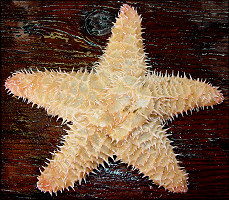Poraniopsis inflata (Fisher,1906) "Thorny Star"