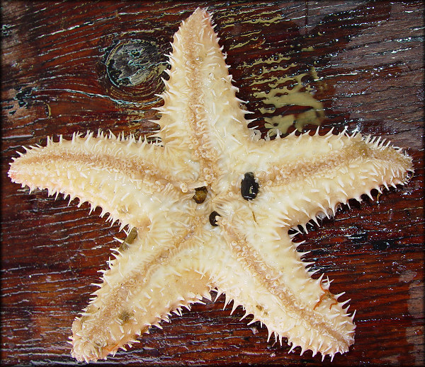 Poraniopsis inflata (Fisher,1906) "Thorny Star"
