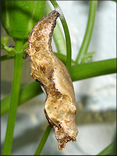 Gulf Fritillary [Agraulis vanillae] Chrysalis