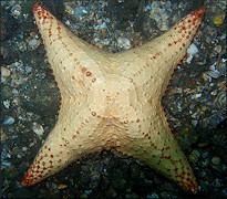 Oreaster reticulatus Cushion Sea Star With Four Arms