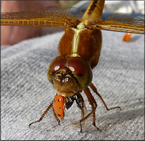Unidentified Dragonfly Devouring Asian Lady Beetle [Harmonia axyridis]