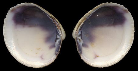 Protothaca granulata (Gmelin, 1791)
