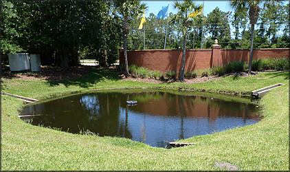 Small pond at Country Club Lakes Apartments with thriving Pomacea maculata population