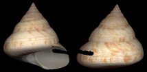 Perotrochus quoyanus (P. Fischer and Bernardi, 1856)