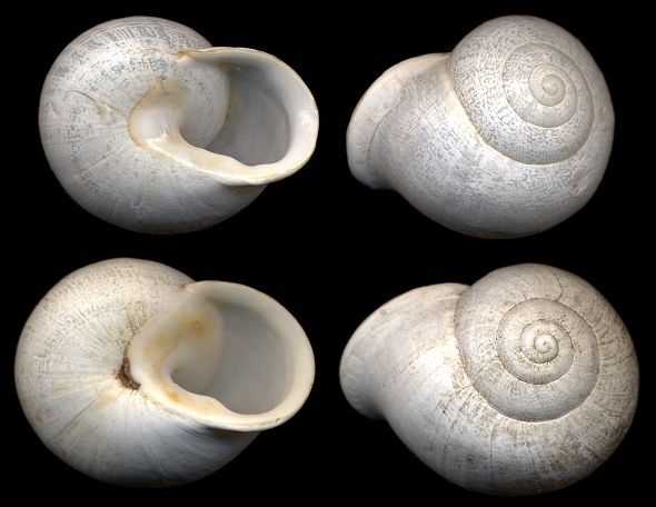 Otala lactea (Mller, 1774) Milk Snail