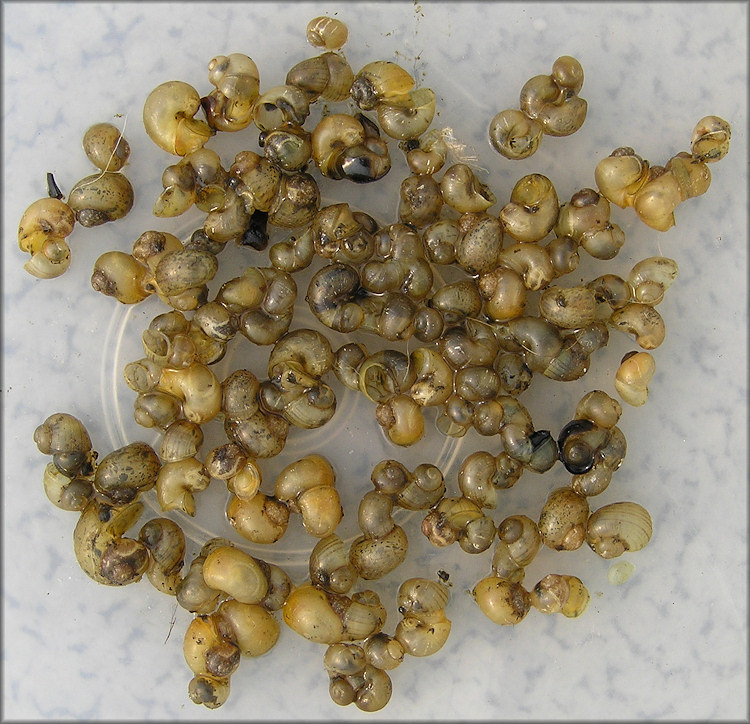 Pomacea canaliculata hatchlings 