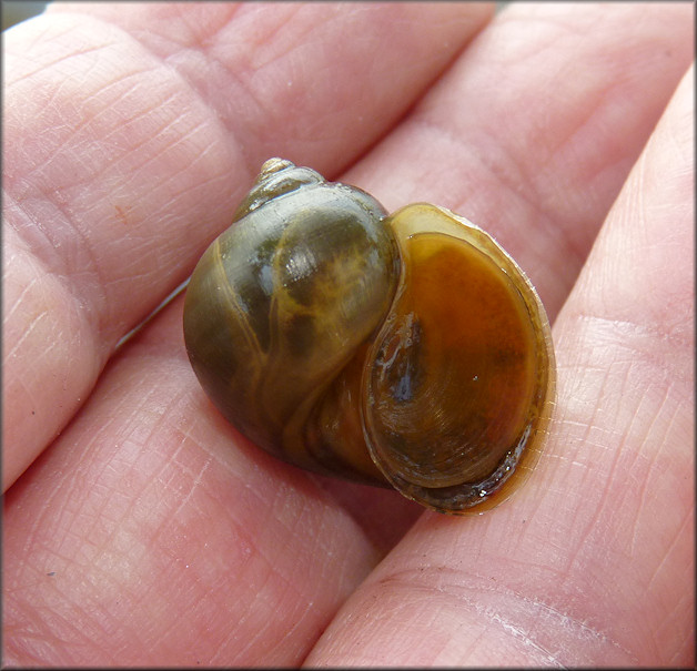 Juvenile Pomacea Found In The East End Of The Lake On 7/2/2012