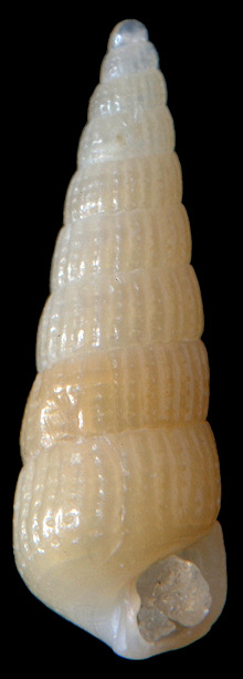 Turbonilla (Pyrgiscus) species B