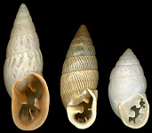 Odontostomidae species
