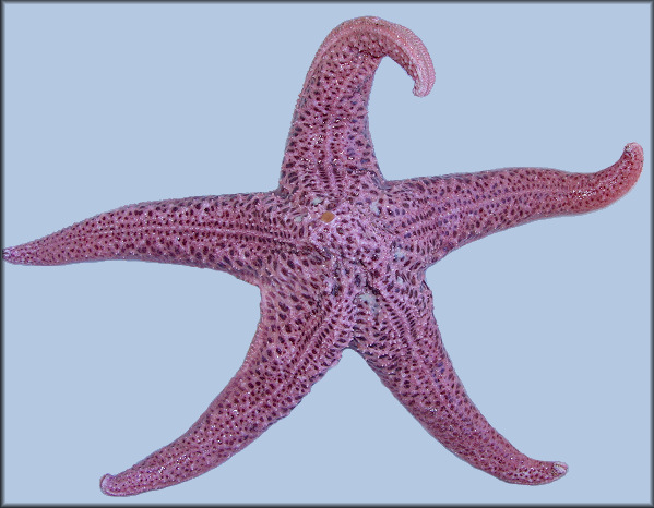 Pisaster brevispinus (Stimpson, 1857) "Giant Pink Star"