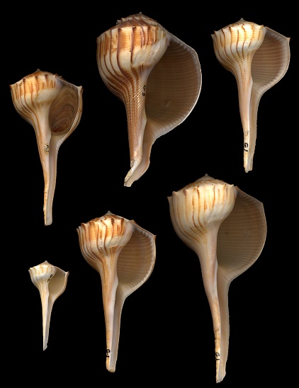 Busycoarctum coarctatum (G. B. Sowerby I, 1825) Turnip Whelk
