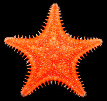 Hippasteria spinosa Verrill, 1909 "Spiny Star" 