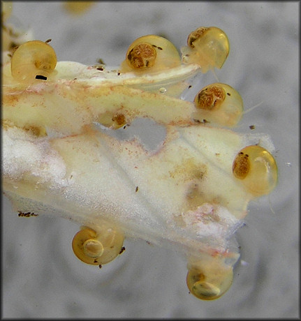 Pomacea canaliculata Hatchlings