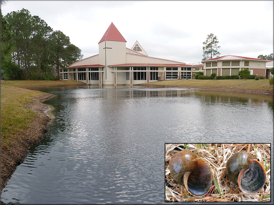 Lake/retention pond at Hodges Boulevard Presbyterian Church with Pomacea maculata population