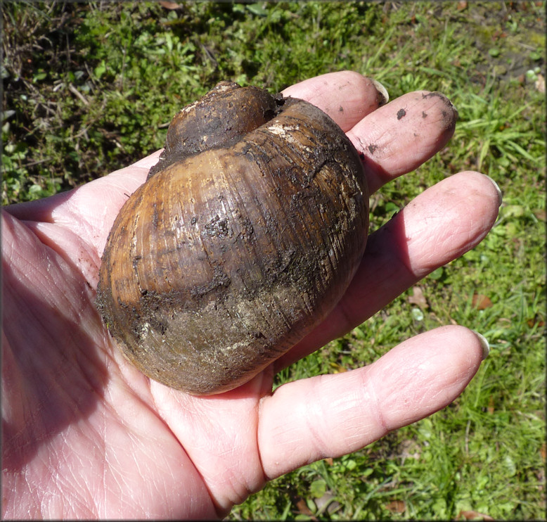 Pomacea canaliculata (Lamarck, 1822) Found At Baldwin In Far Western Duval County