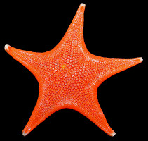 Mediaster aequalis Stimpson, 1857 "Vermilion Star"