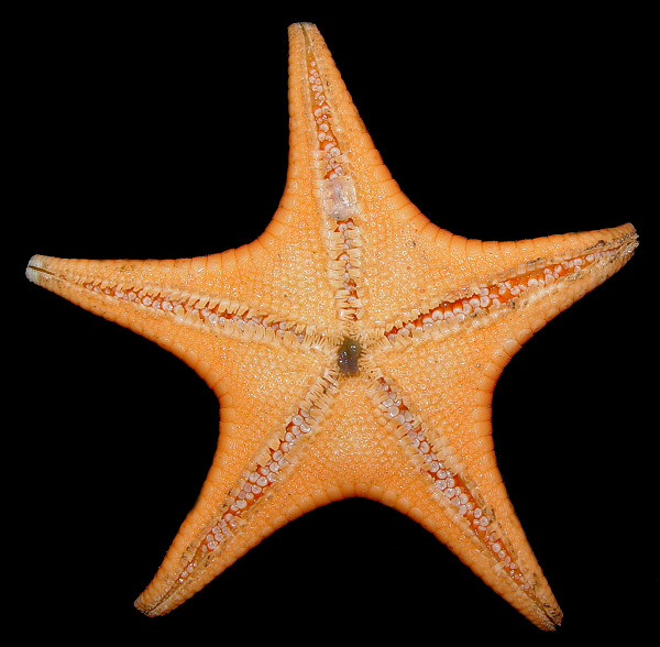 Mediaster aequalis Stimpson, 1857 "Vermilion Star"