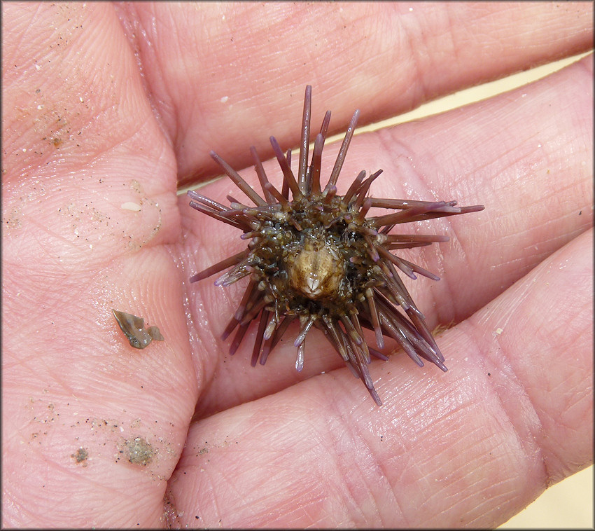 Arbacia punctulata Lamarck, 1816 Purple-spined Sea Urchin Juvenile